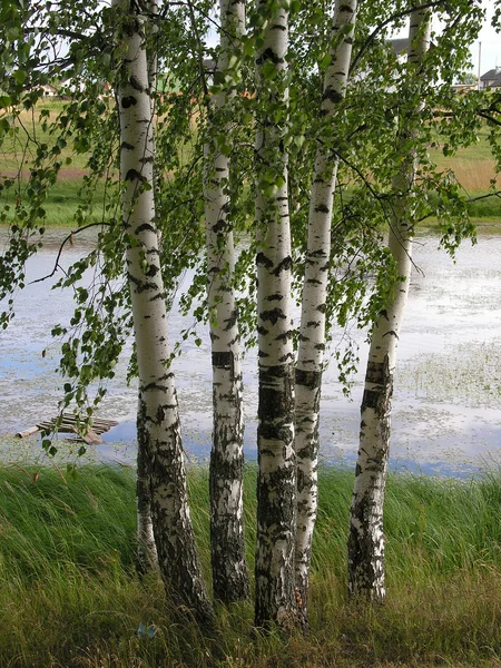 Stock image Russian birches