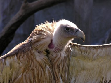 Gyps fulvus