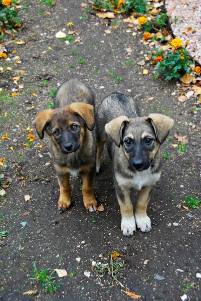 stock image Two small puppies