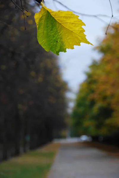 Herbst im Park. Herbstblatt — Stockfoto