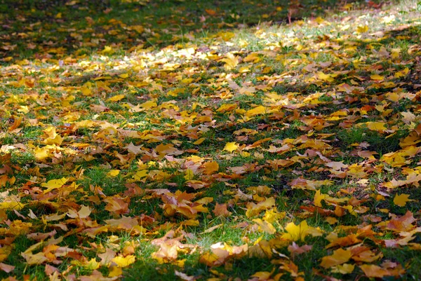 Feuilles d'automne lumineuses — Photo