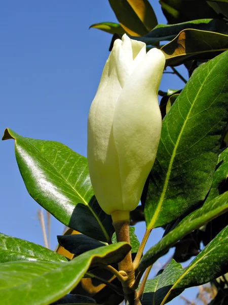 Magnolia Imágenes De Stock Sin Royalties Gratis