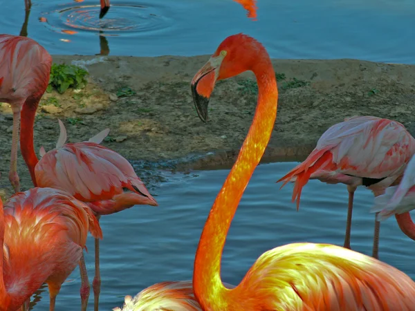 Flamingo Rechtenvrije Stockafbeeldingen