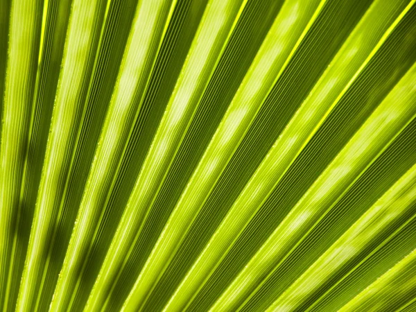Лист веерной пальмы . Лицензионные Стоковые Фото