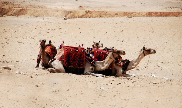 休息的骆驼 — 图库照片