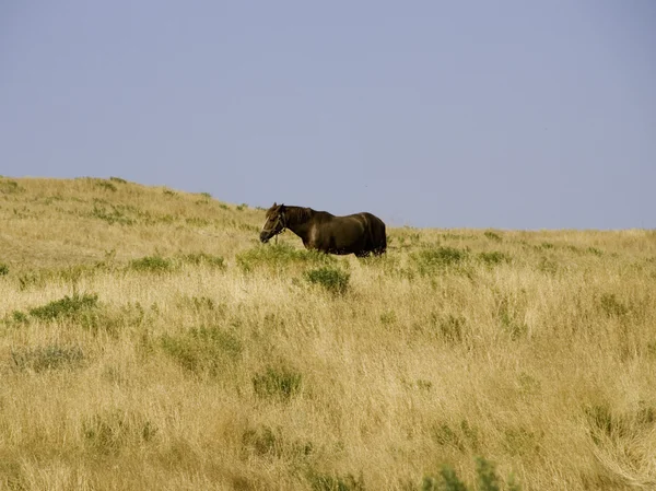 stock image Horse on the field