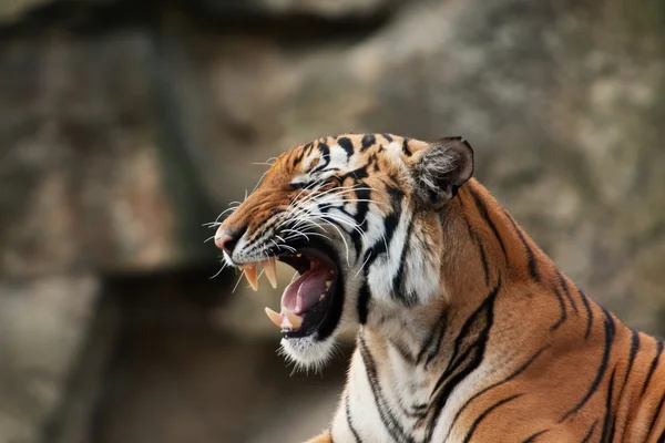 Gapende tijger — Stockfoto
