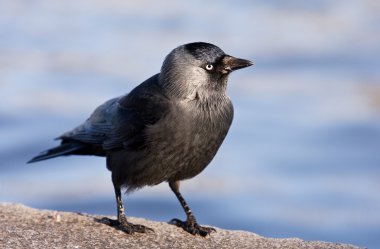 Jackdaw, black bird clipart