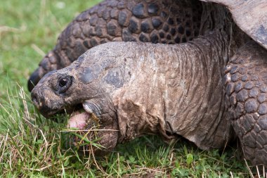 Galapagos Dev Kaplumbağa Yaklaş