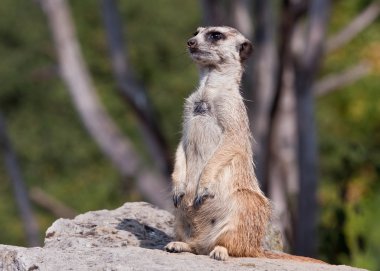 Meerkat koruma