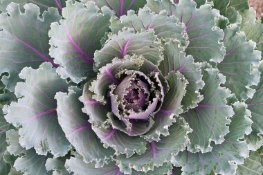 Ornamental kale clipart