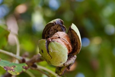 Mature walnut clipart