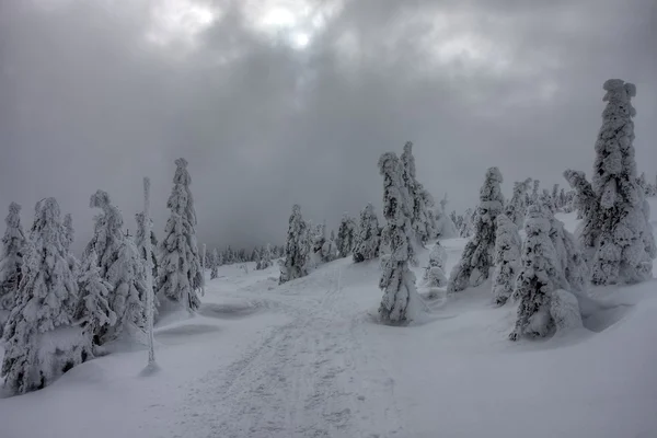 Zimowy krajobraz z pokrytymi śniegiem drzewami — Zdjęcie stockowe