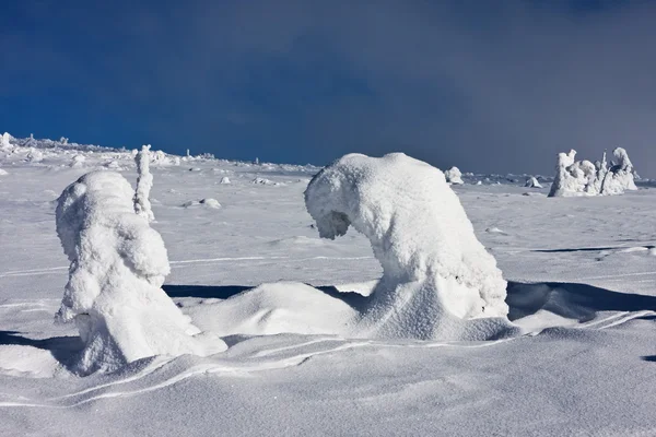 白くまのような雪のツリー — ストック写真