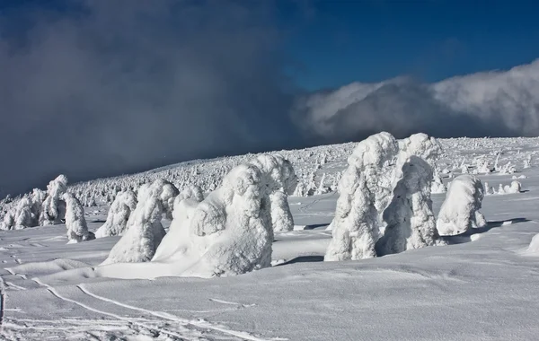Winterlandschaft mit schneebedeckten Bäumen — Stockfoto