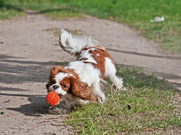 Cão com bola em movimento — Fotografia de Stock