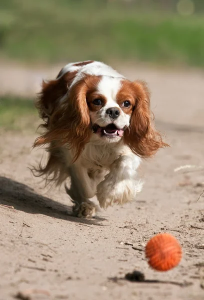 Kutya gyönyörködtető a labdát — Stock Fotó