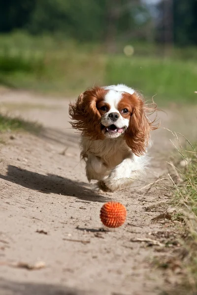 Hund som kör bollen — Stockfoto