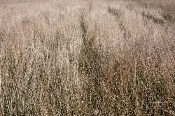 Torrt gräs — Stockfoto