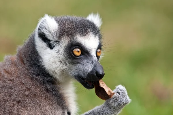 Lemur with leaf — Stock Photo, Image