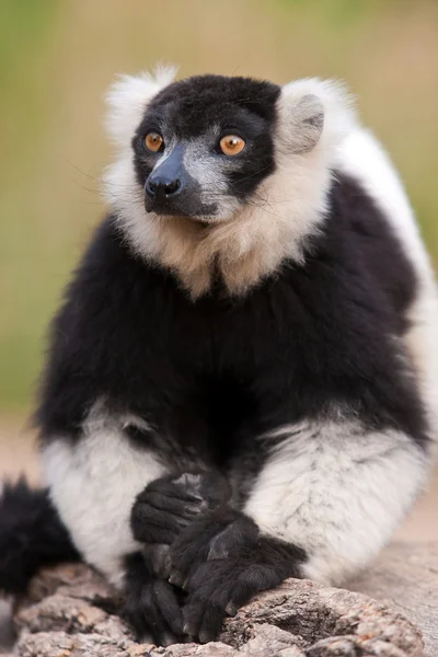 Sittande lemur — Stockfoto