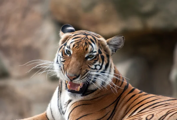 Tired tiger — Stock Photo, Image