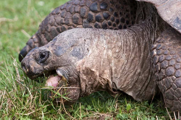 stock image Galapagos giant tortoise close up