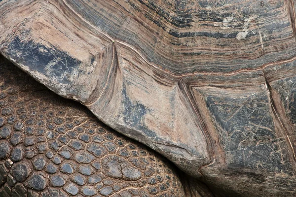 Detail legs and turtle carapace elephant
