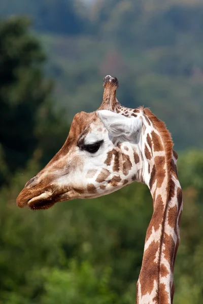 Vékony nyak zsiráf — Stock Fotó