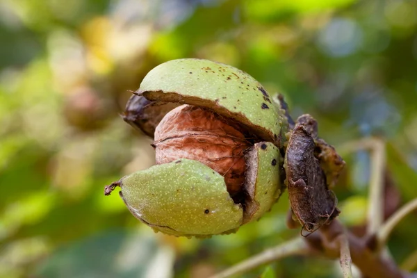 stock image Mature walnut