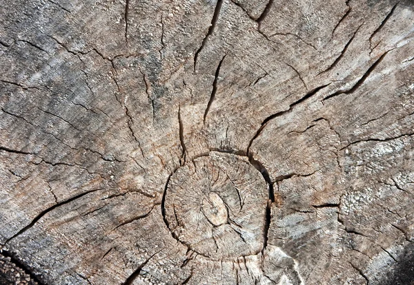 Detail of cracked tree — Stock Photo, Image
