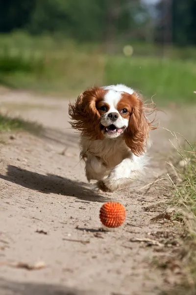개가 공을 실행 스톡 사진