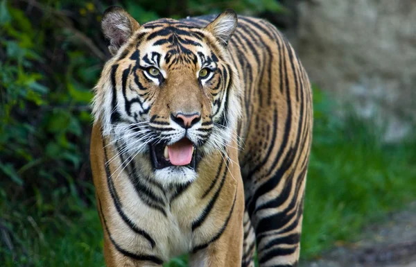 Tiger — Stockfoto