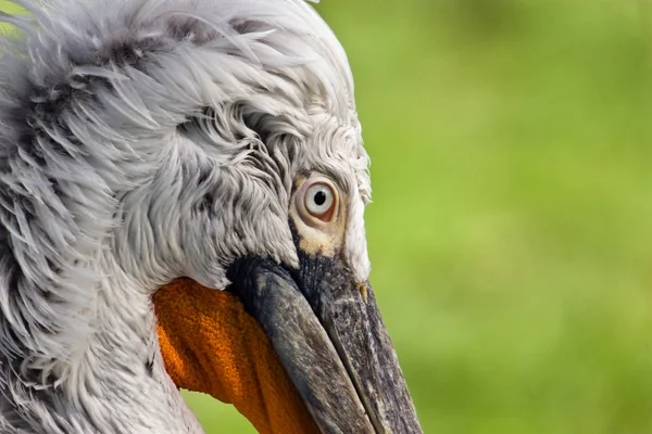 Pelicano de perto — Fotografia de Stock
