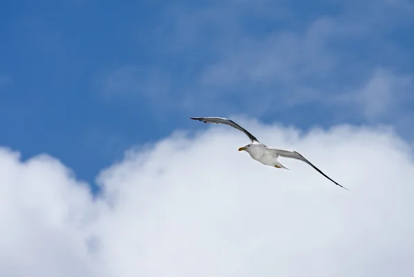 Gull with sky — Stock Photo, Image