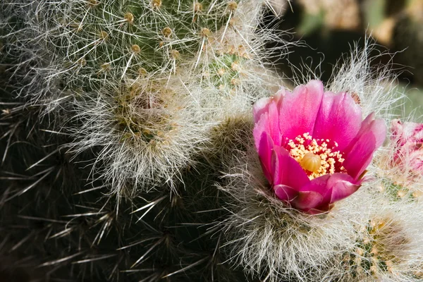 Lila kaktus blomma — Stockfoto