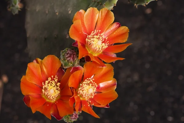 オレンジ色のサボテンの花 — ストック写真