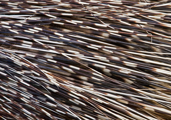 Porcupine close up