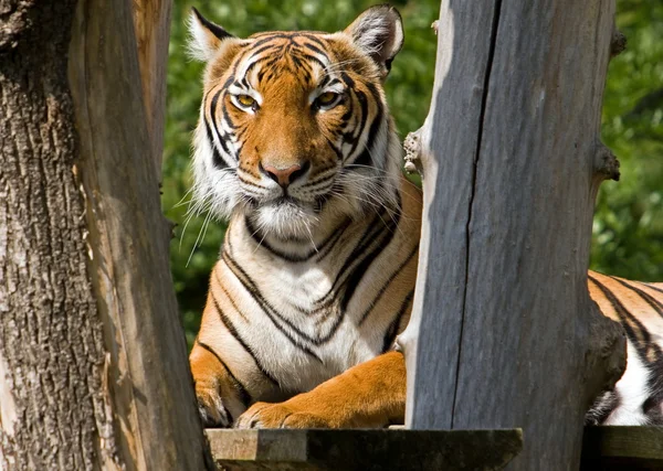 虎横になっています。 — ストック写真