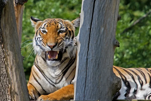 stock image Snarling Tigr