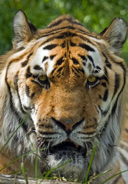 Tygr zblízka — Stock fotografie