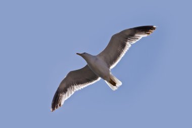 Sea gull mavi gökyüzü üzerinde