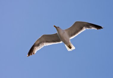 sea gull uçan kapalı detay