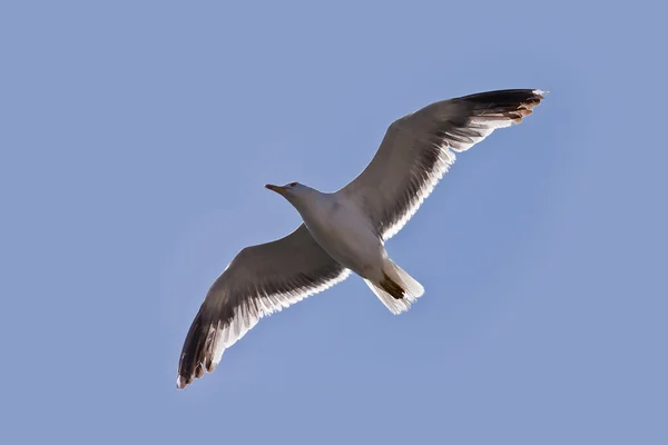 Sea gull on the blue sky — Stock Photo, Image