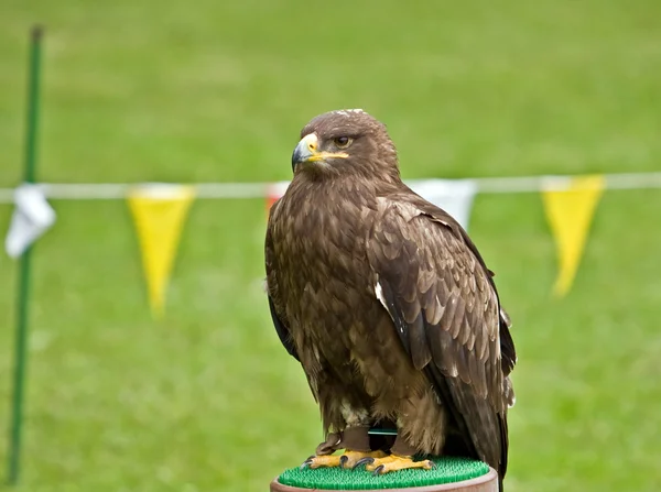 Um falcoeiro furioso — Fotografia de Stock