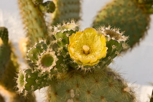Detalj av kaktus gul blomma — Stockfoto