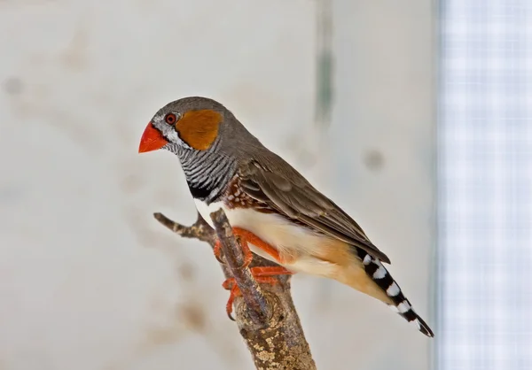 Малий птах на острові Лансароте — стокове фото