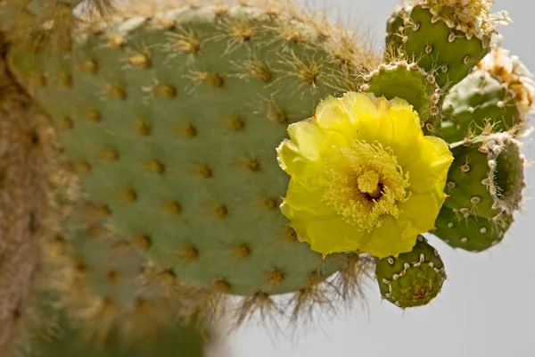 Kaktüs sarı çiçek — Stok fotoğraf