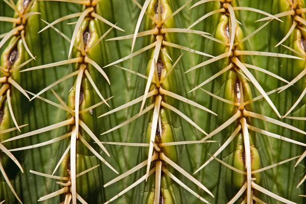 Mycket farligt, detalj av kaktus — Stockfoto