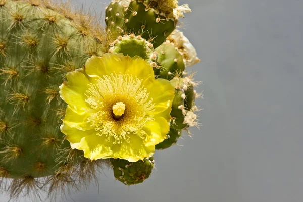 Kaktüs sarı çiçek — Stok fotoğraf